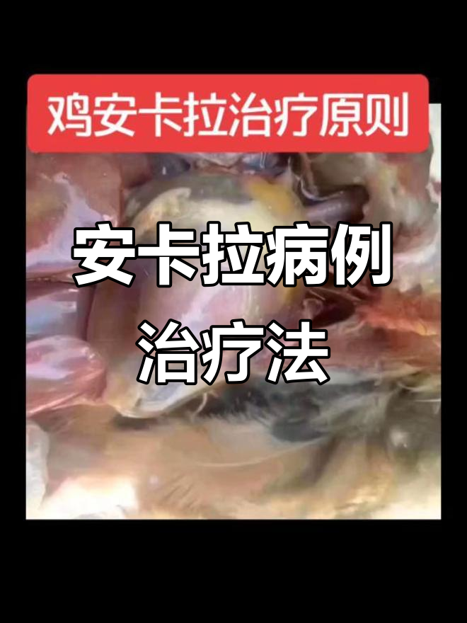 鸡安卡拉病症状与治疗方案全解析