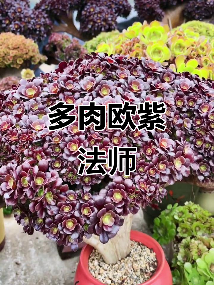 欧紫法师:多肉系列中的美丽缀化品种