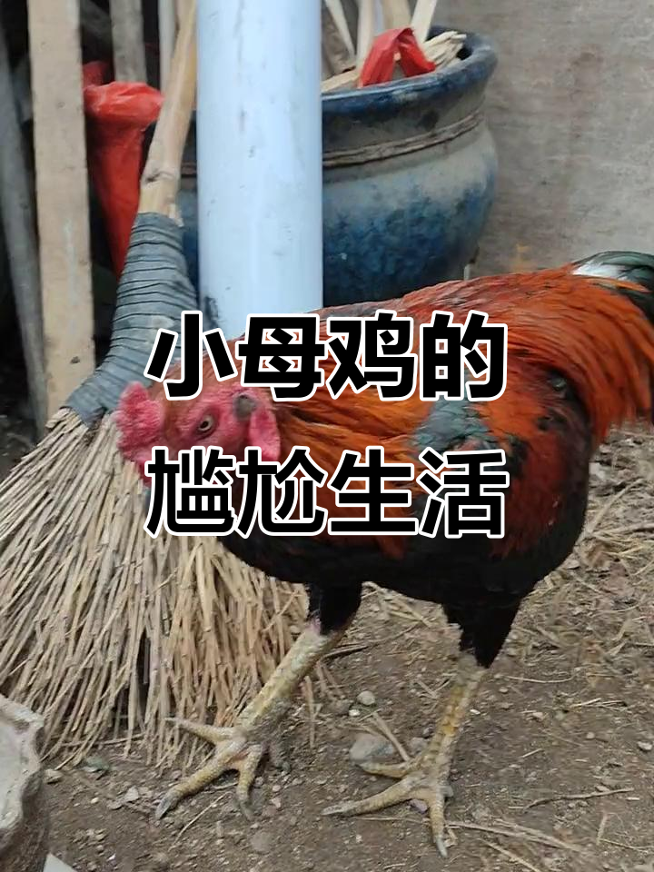 肉太贵，养着又费钱，小母鸡成了家里的“冤大头”！