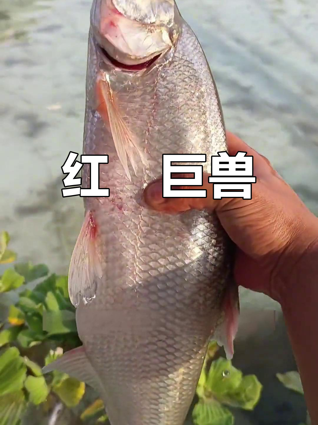 翘嘴红鲌,凶猛捕食者,体型巨大,可达15公斤
