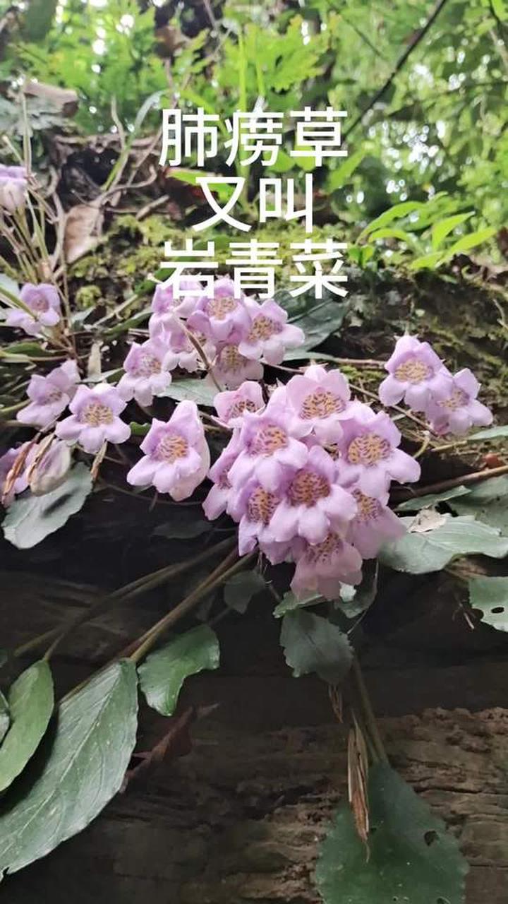 大自然馈赠的岩青菜，看看它的生长环境