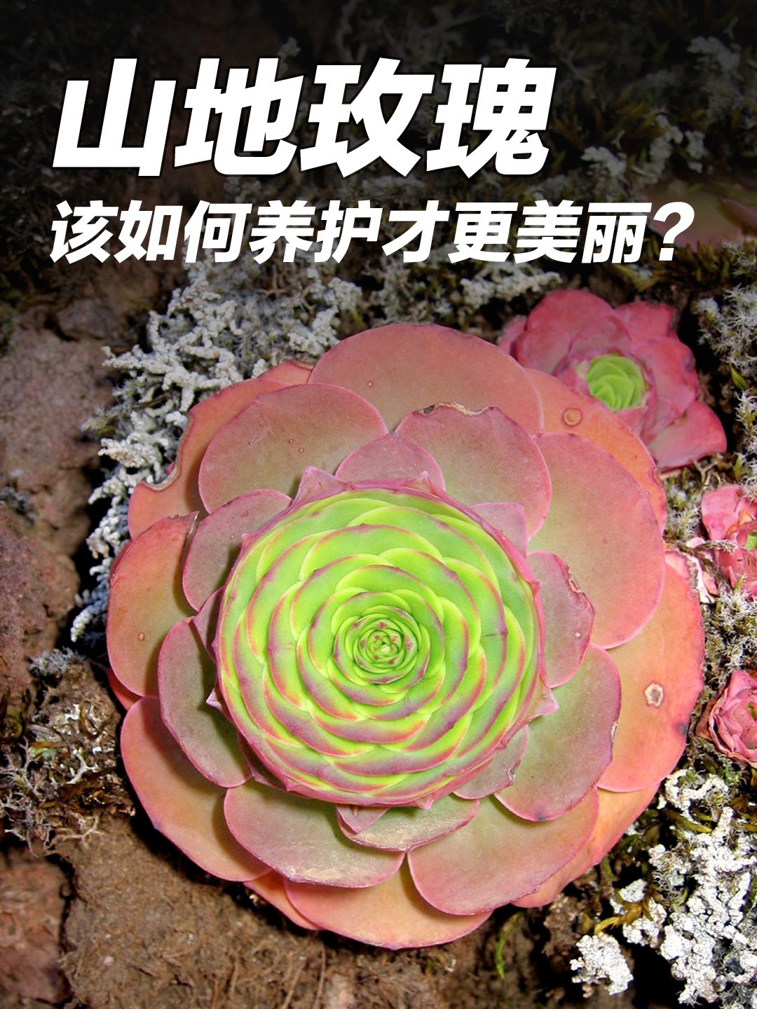 山地玫瑰多肉该如何养护才会更美丽呢?