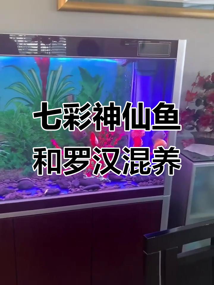 七彩神仙鱼与花罗汉混养,难度堪比登天