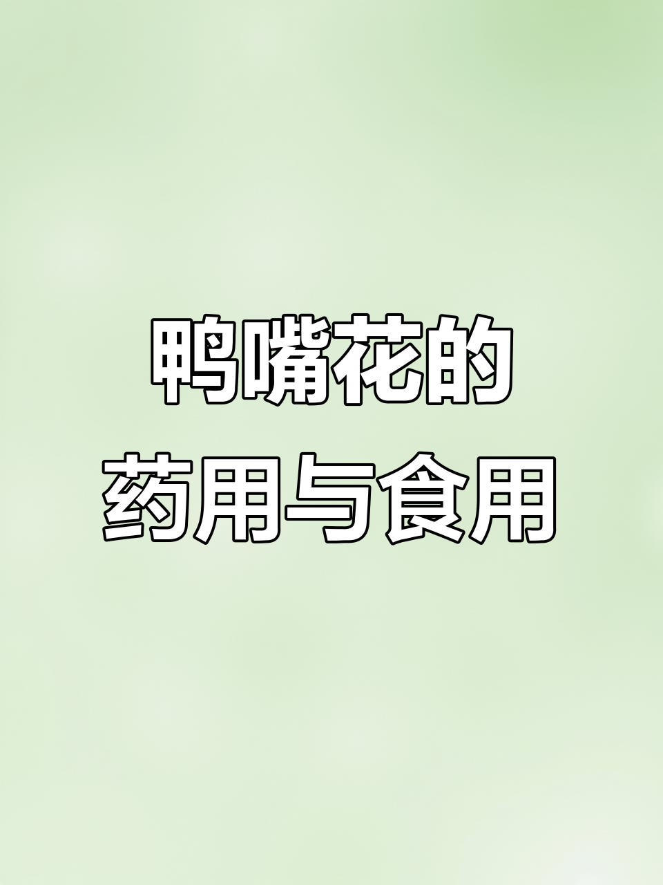 鸭嘴花：天然活血良药，印度传统美食