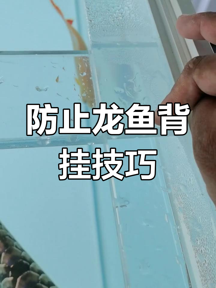 龙缸拉筋位置全解析,如何避免龙鱼背挂