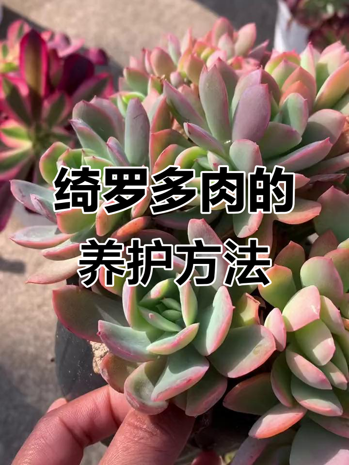 绮罗多肉养护全攻略：光照、浇水、繁殖技巧一网打尽