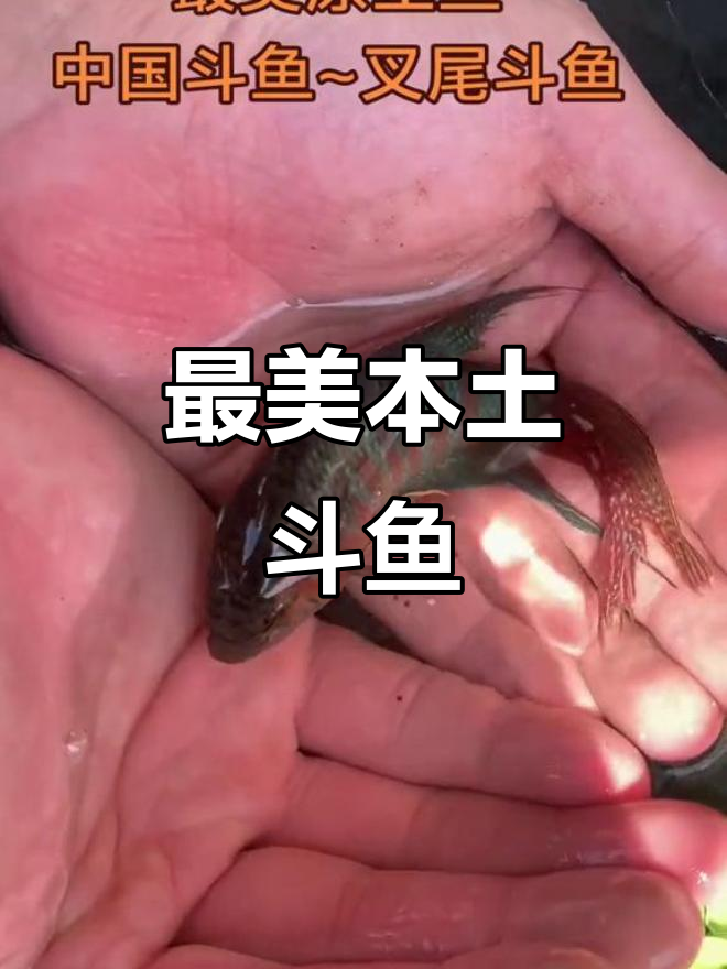 探秘中国最美斗鱼:花手巾、巨普叉与菩萨鱼的魅力