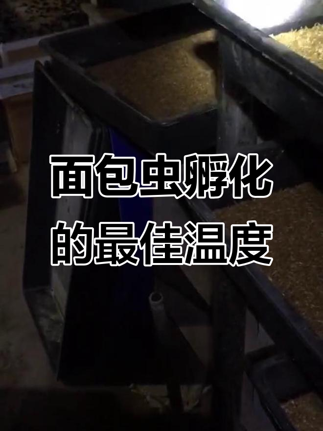 面包虫孵化温度揭秘：如何让幼虫快速出生？