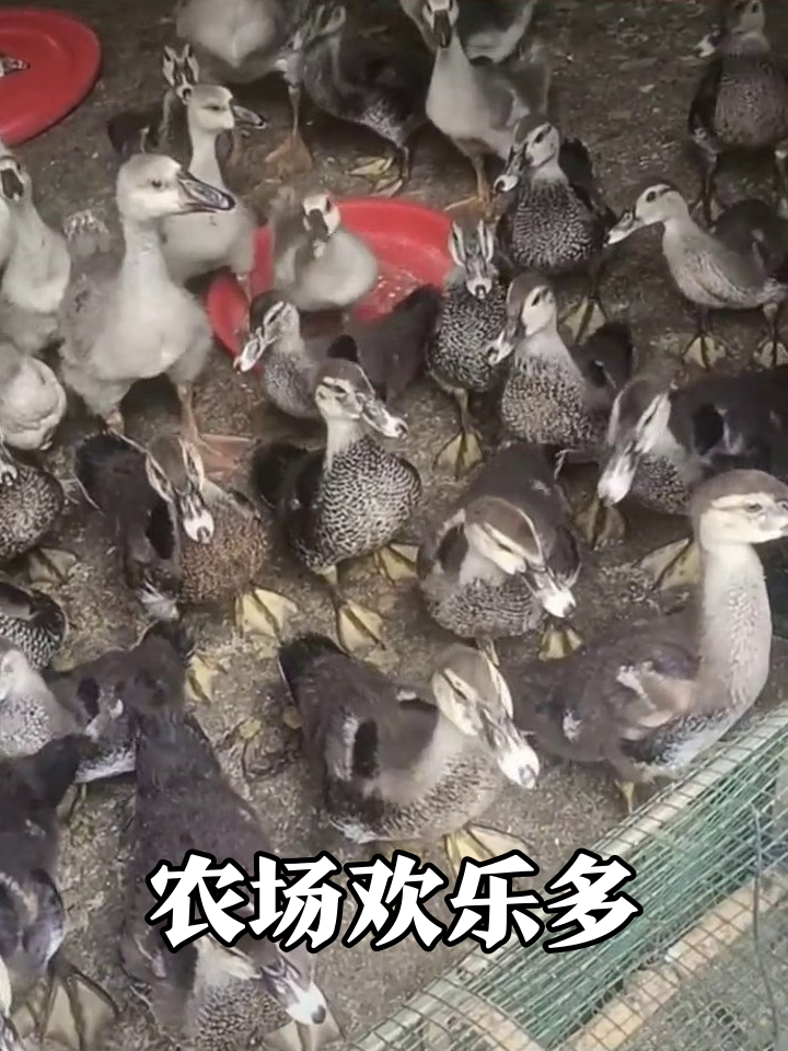 鸭鹅鸡齐聚农场,从室内到户外热闹不停歇