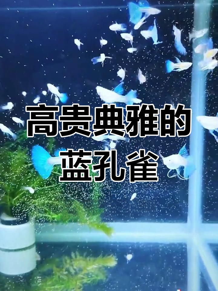 蓝孔雀鱼:优雅与梦幻并存,丝滑如水