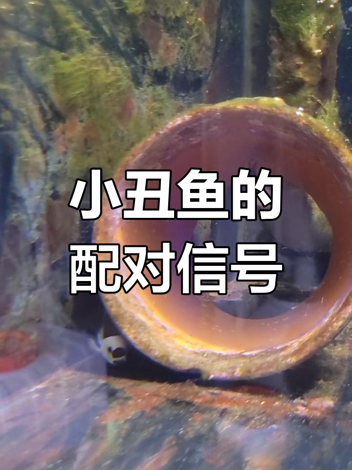 小丑鱼不打架就一定是配对成功了吗?这些特征才是关键