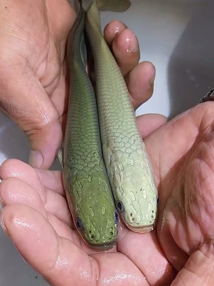小巨骨舌鱼苗海象