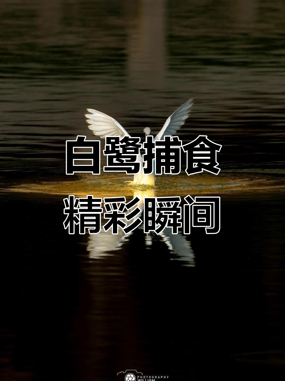 白鹭捕鱼瞬间,唯美水边抓拍