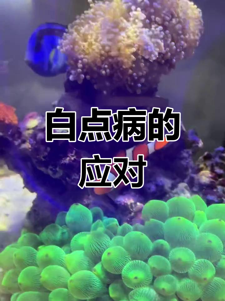 温差大导致白点病,淡水鱼升温可自愈,海水鱼需观察