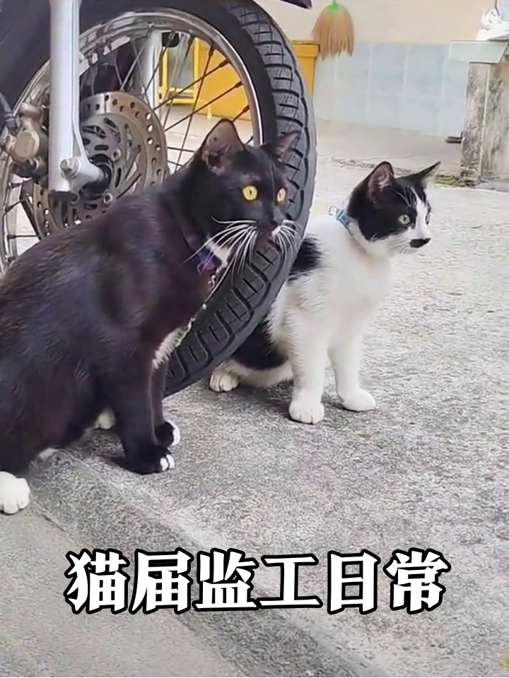 黑猫嫌同伴摸鱼伸爪拍醒，俩猫秒变严肃站岗猫