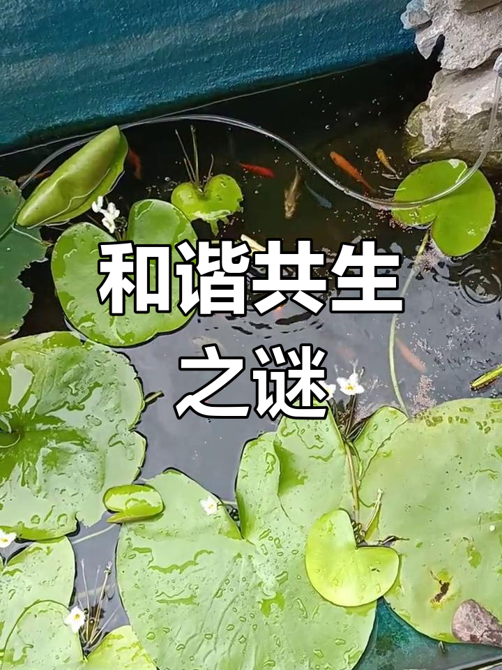鲷鱼与锦鲤和谐共处,食蚊鱼和虾却神秘失踪了