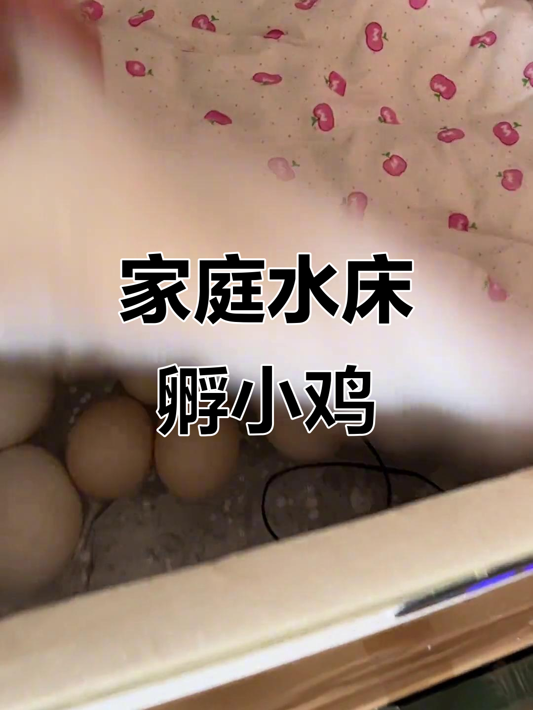 在家孵化鹅蛋鸭蛋,轻松掌握翻蛋技巧