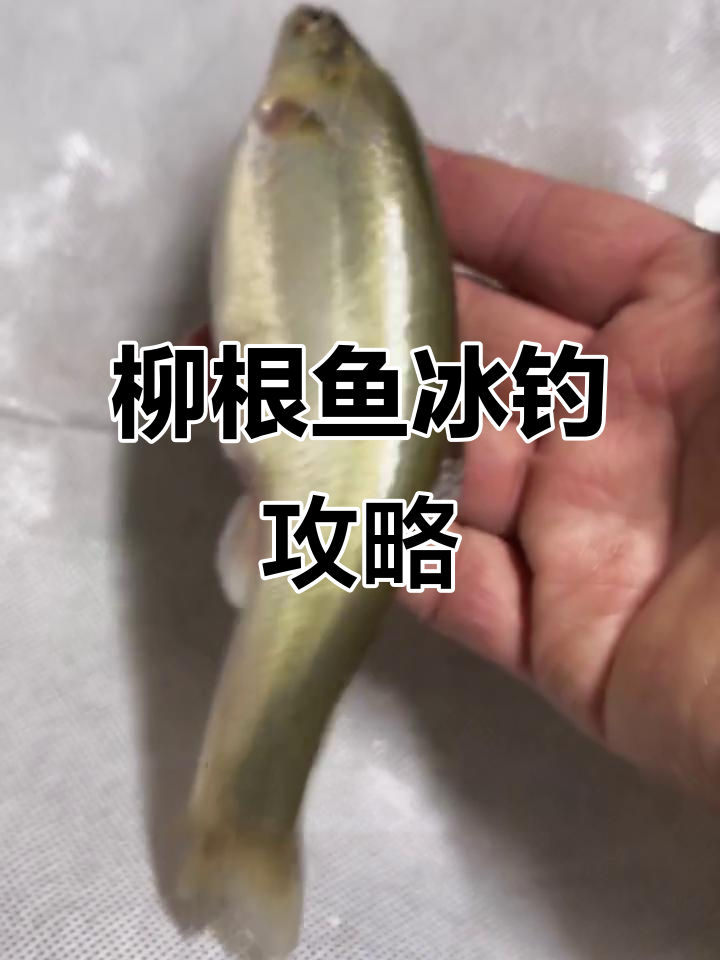 冰钓柳根鱼必备饵料与技巧,轻松捕获大鱼