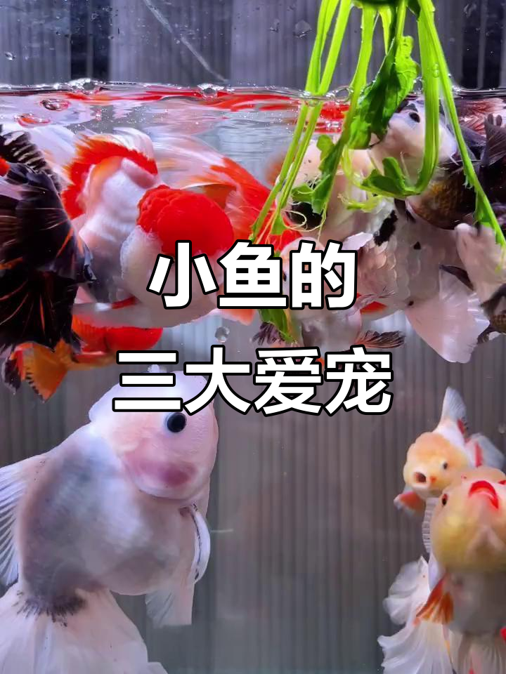 小鱼最爱吃的三种零食,营养又有趣