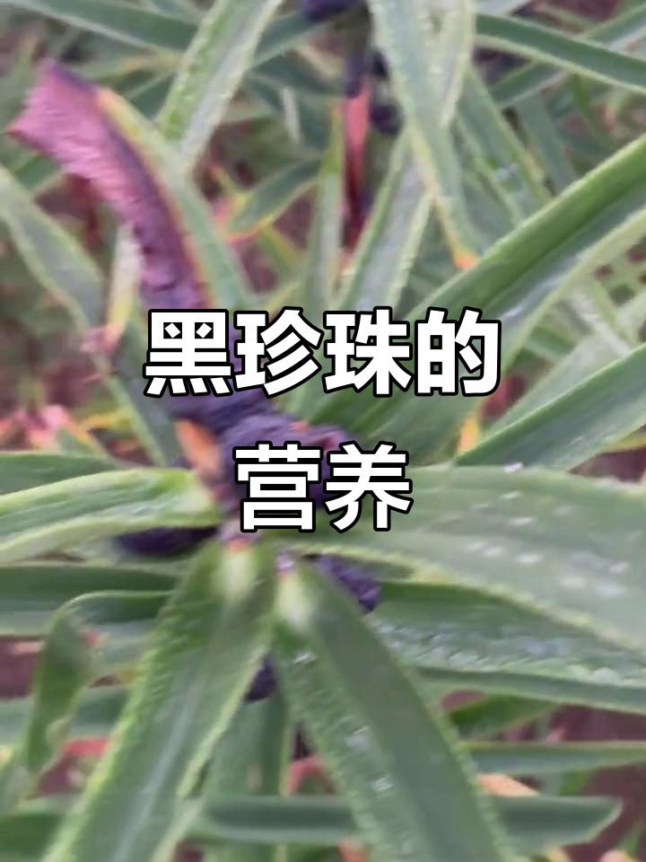 这些黑珍珠般的籽，营养堪比百合！
