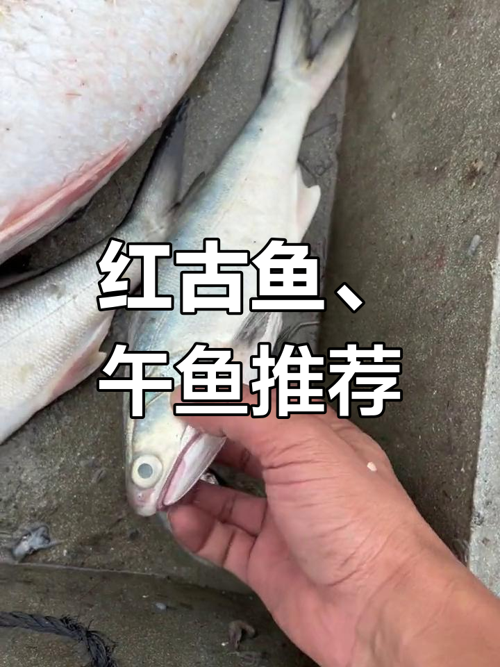 野生红骨鱼与银鲈,钓鱼乐趣满满