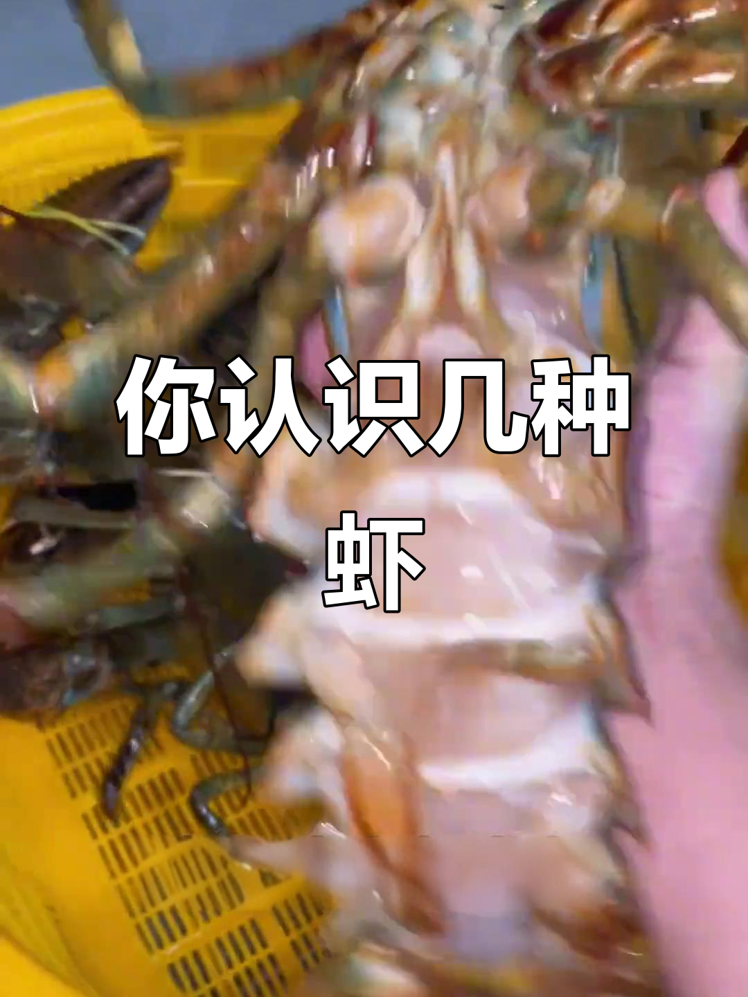 17种不同品种的虾，你都能认出来吗？
