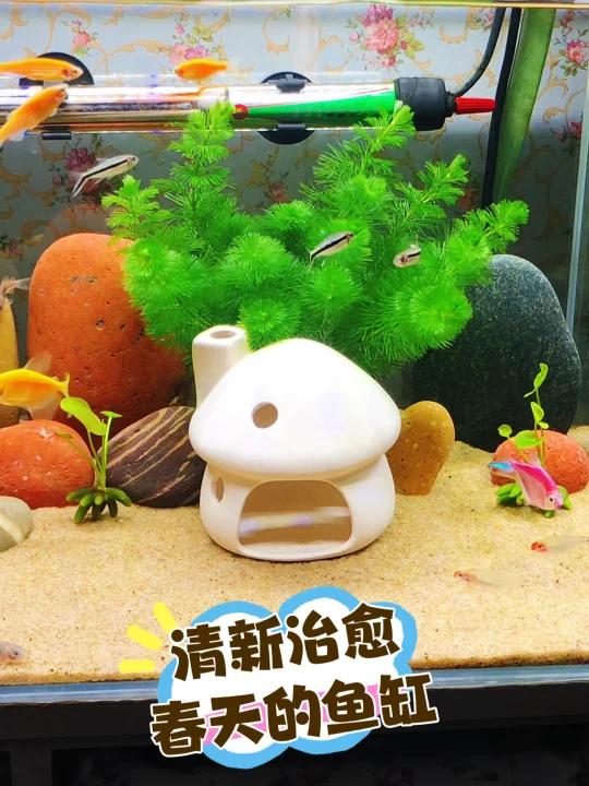 清新治愈的鱼缸造景,好像春天来了的感觉!