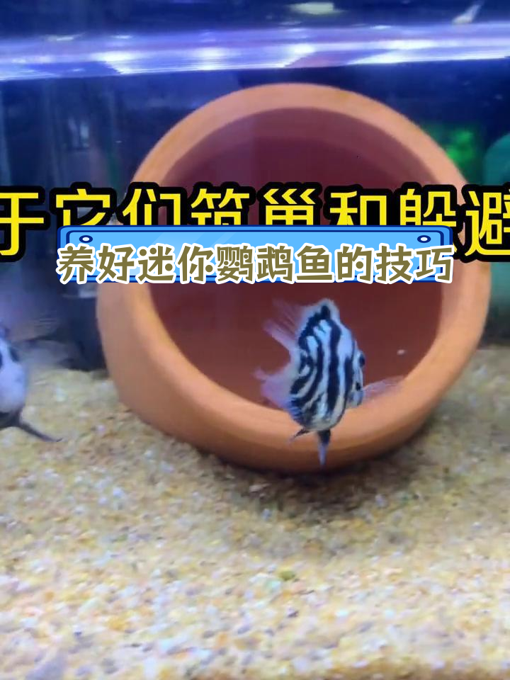迷你鹦鹉鱼饲养七大禁忌,避免这些误区