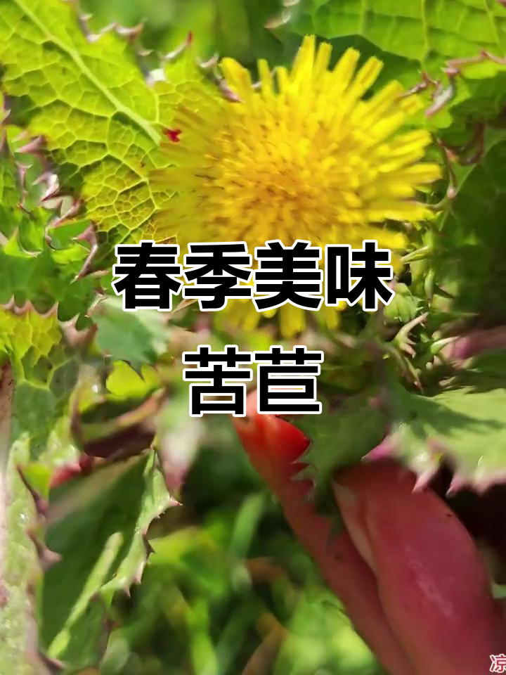 春季苦苣菜，清爽又营养，三种吃法让你停不下来！
