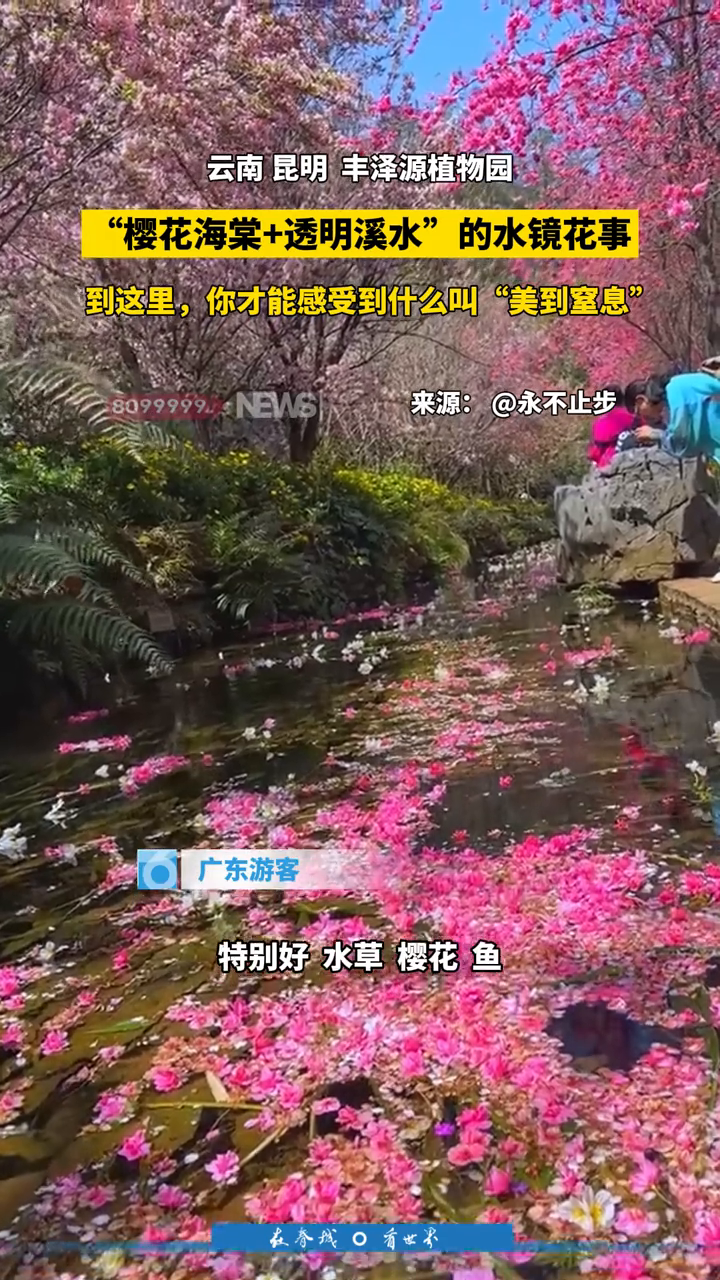 “樱花海棠+透明溪水”的水镜花事,到这里感受什么叫美到窒息