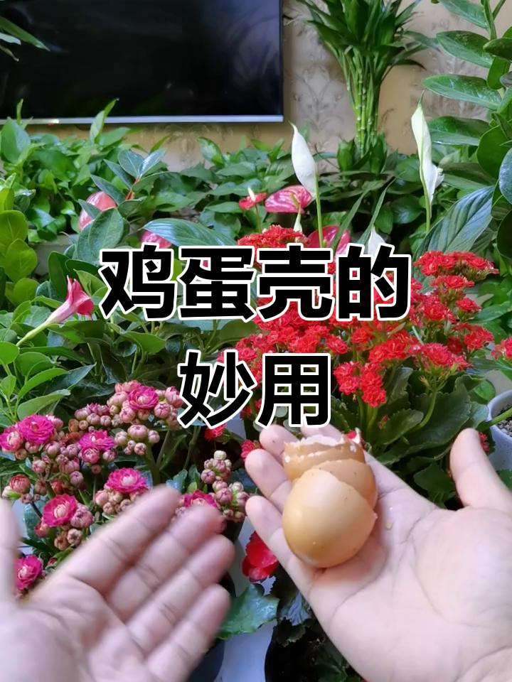 鸡蛋壳晒干碾碎,加入土中,养花效果惊人!