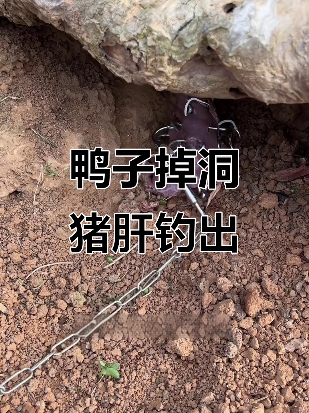 鸭子被困洞里,猪肝诱捕大作战