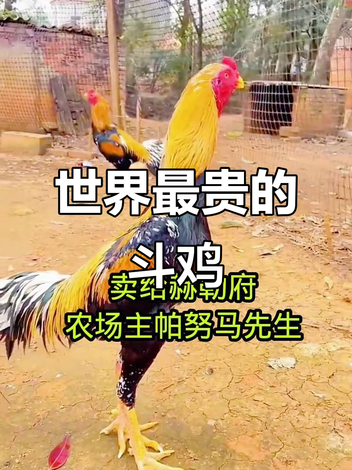 泰国最昂贵斗鸡品种揭秘,高价成交背后真相