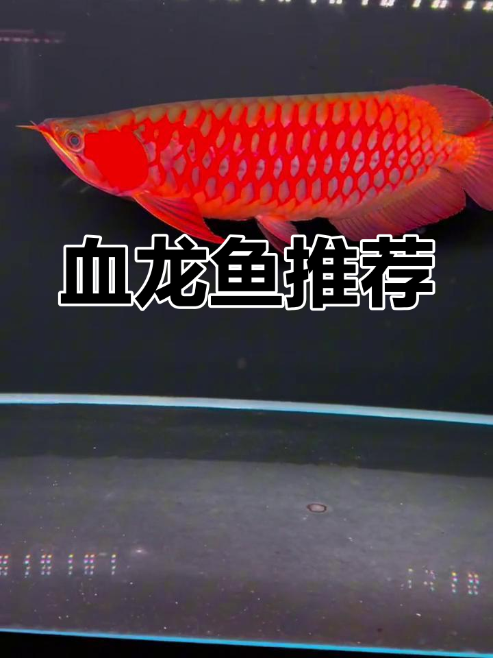 龙年必养红龙鱼,四十公分血红龙推荐