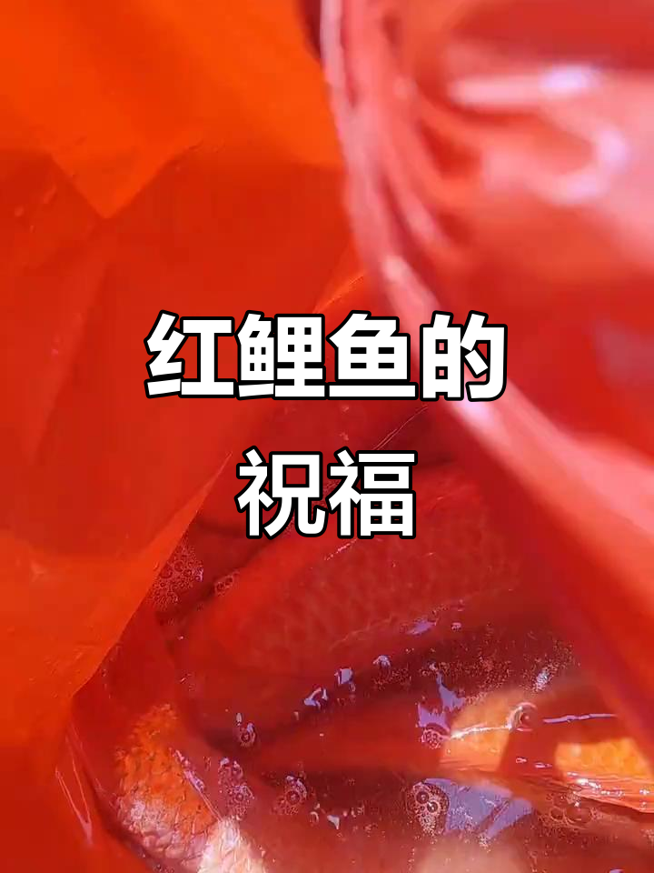 12条红鲤鱼,祈愿平安、健康与财富,祝大家心想事成!