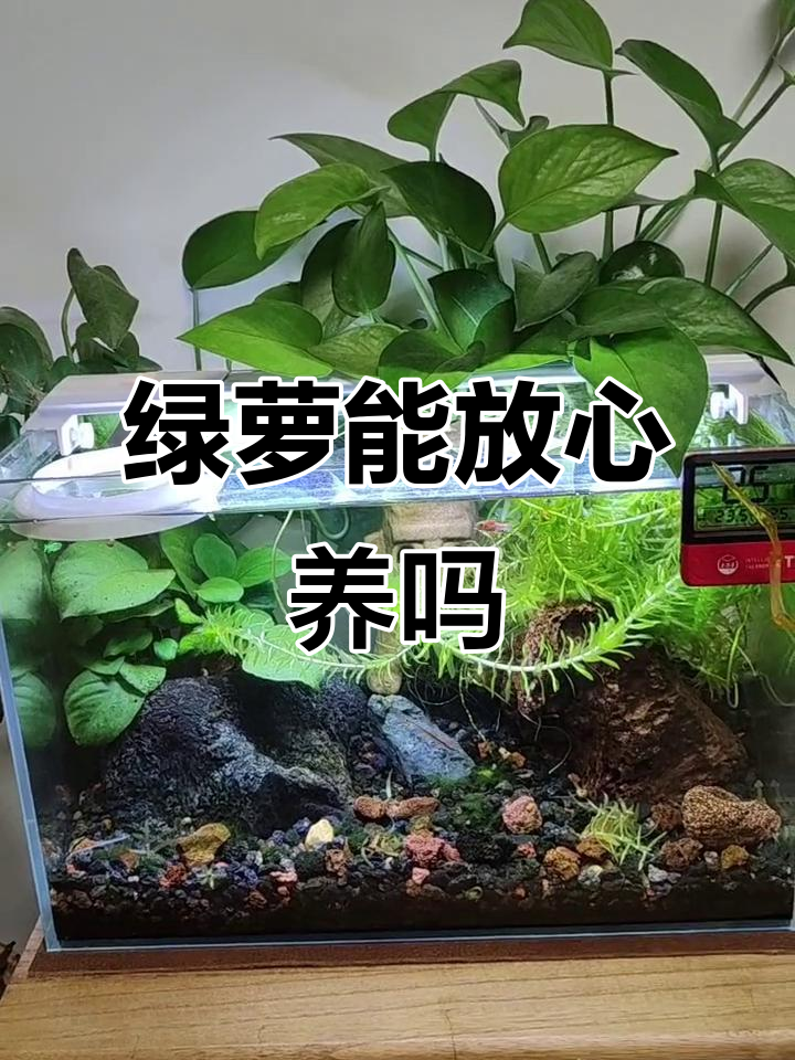 绿萝养鱼缸到底有没有毒？我家实践告诉你真相