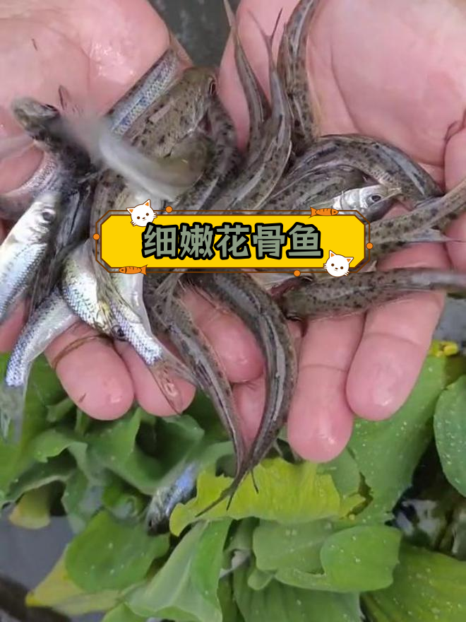 花骨鱼:北方特产,肉质鲜美