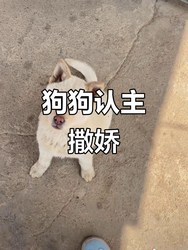 小黄狗认出主人,肚皮一露超可爱