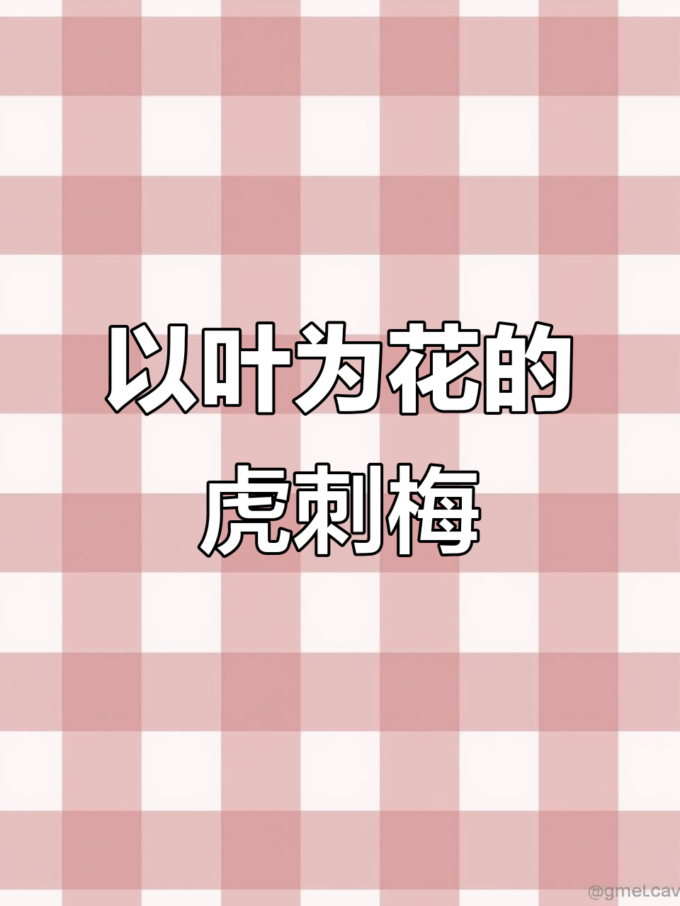 虎刺梅：看似凶猛，实则温柔的多肉植物