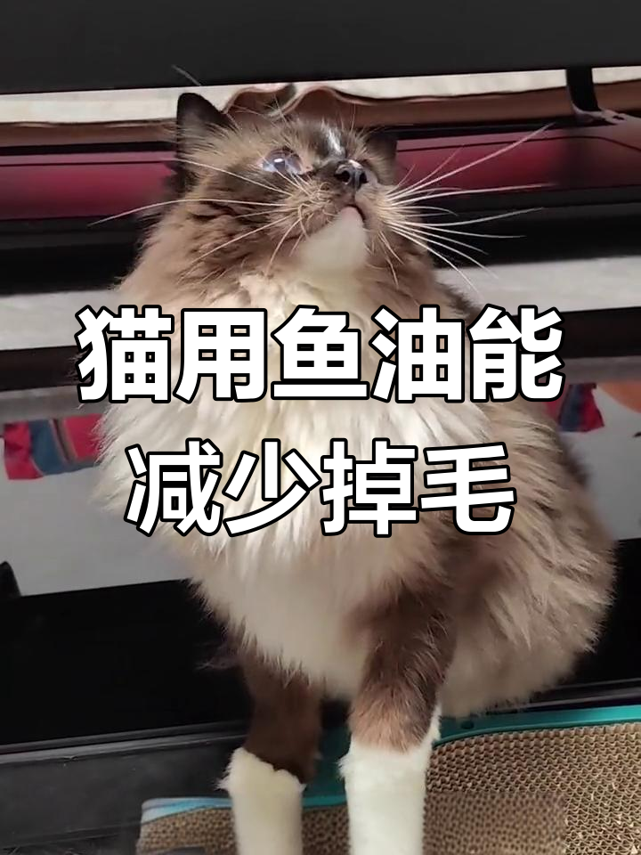猫咪能吃人用鱼油吗?深海鱼油助力毛发浓密,健康更长寿
