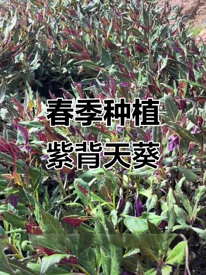 紫背天葵:春天必种的药食同源植物,生长环境不挑