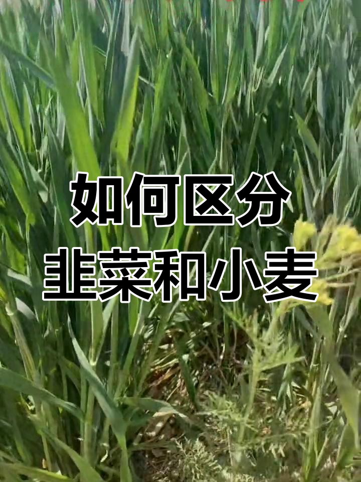 城市人必看!韭菜与小麦的区别解析