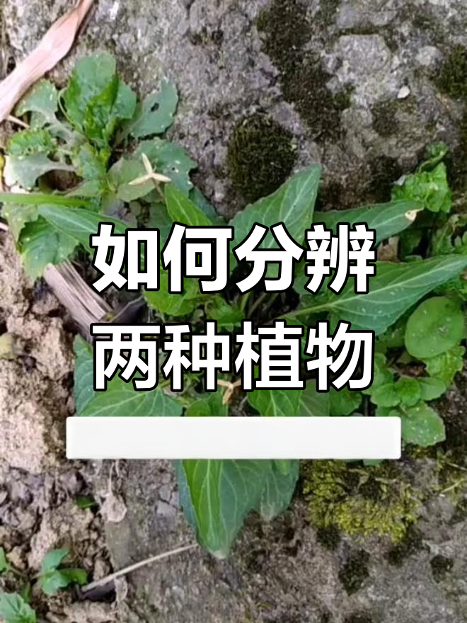 紫花地丁与长萼堇菜的区分技巧