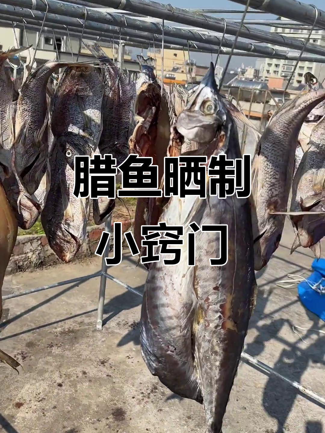 腊鱼晒制技巧大揭秘,如何避免压伤和冒风眼