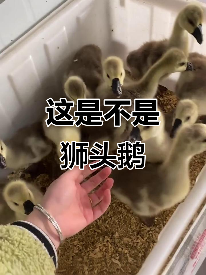 这些小鹅是狮头鹅吗?从小到大的变化太可爱了