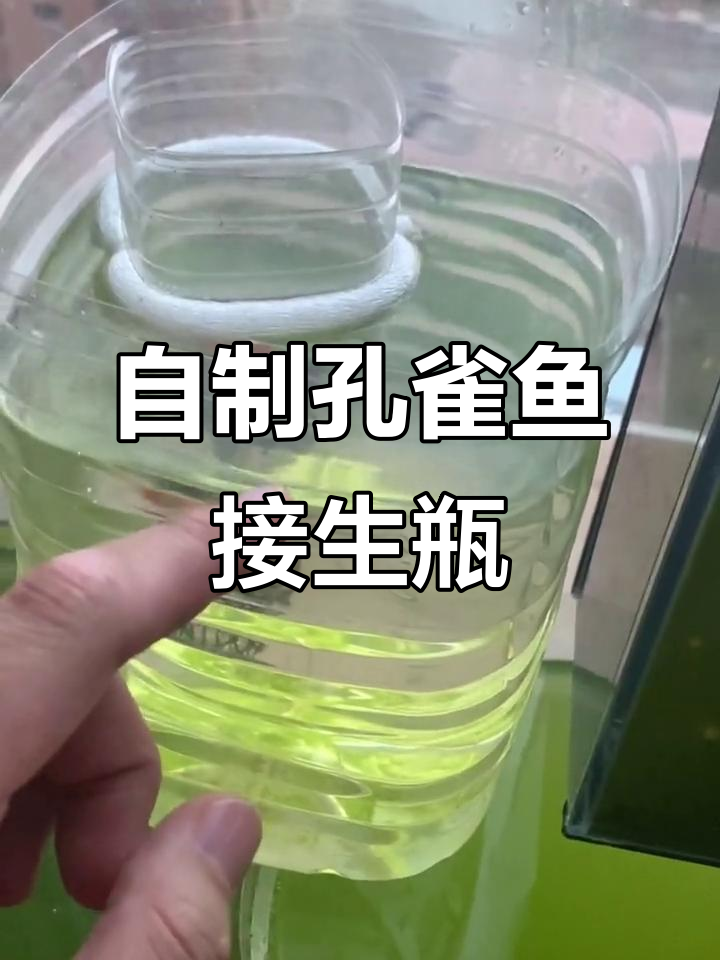 矿泉水瓶DIY鱼产房,轻松孵化孔雀小鱼
