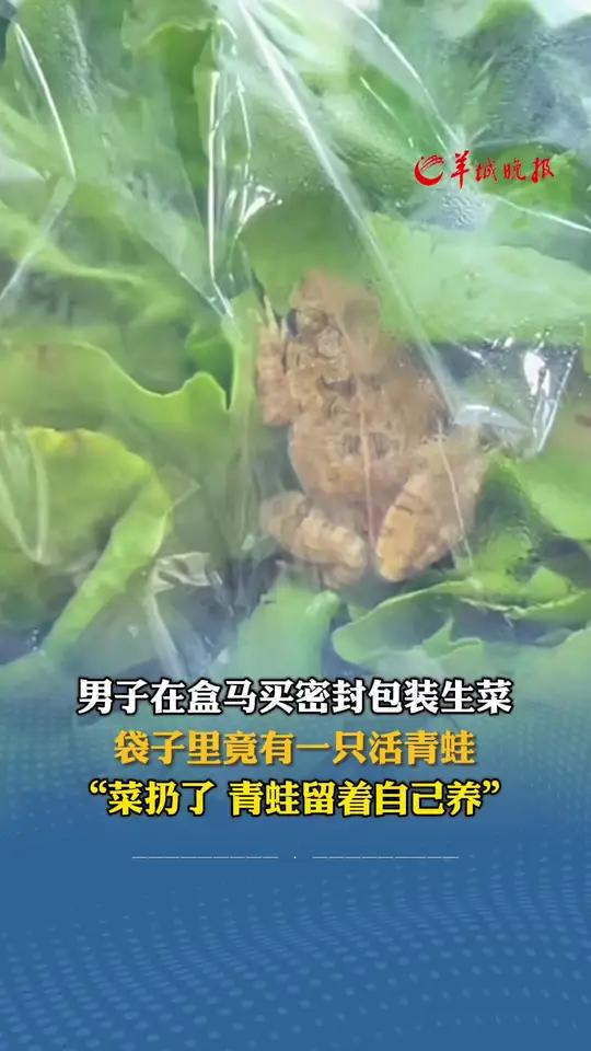 男子在盒马买密封包装生菜,袋子里竟有一只活青蛙,“菜扔了 青蛙留着自己养”(编辑:罗钧栋、