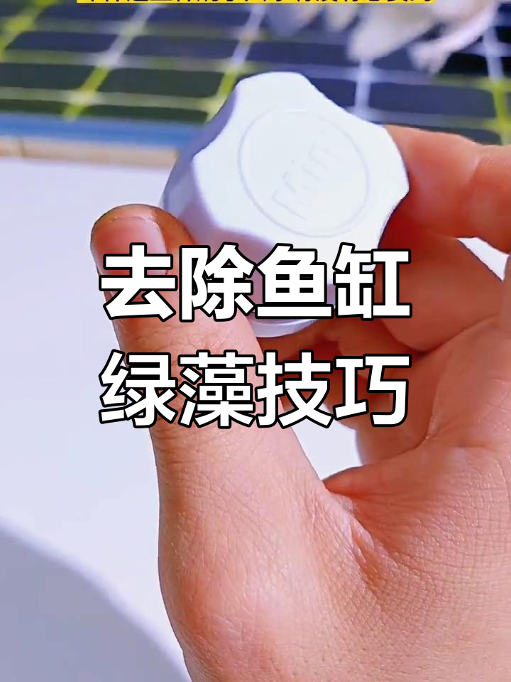 鱼缸壁绿藻去除全攻略,三种刷子轻松搞定