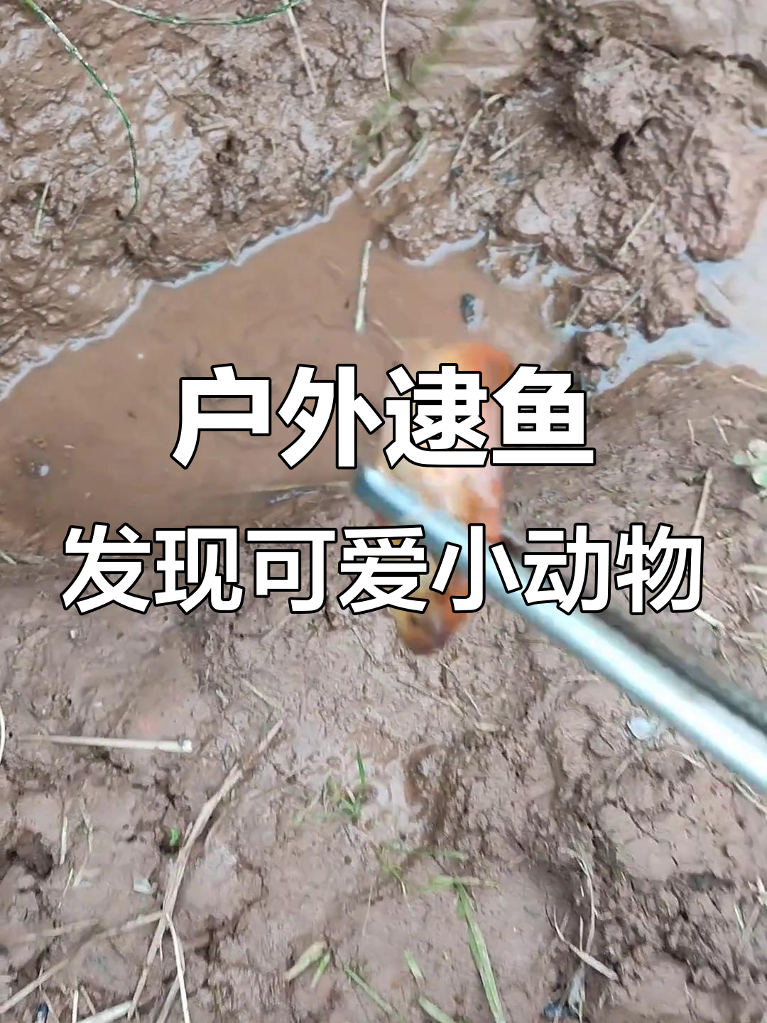 稻田抓鱼遇卡通龟，黑色小乌龟和红色小鱼一起带回家