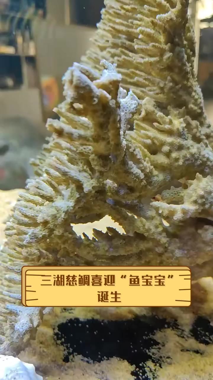 三湖慈鲷喜迎“鱼宝宝”诞生